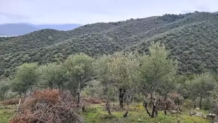 Durağan'da Delice Zeytin Ağaçları Ekonomiye Kazandırılıyor